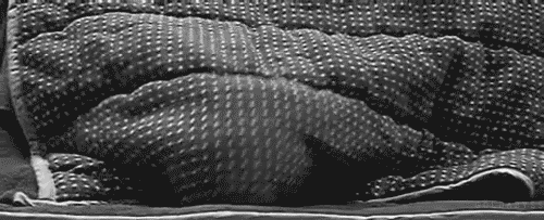 Cat vs blanket (gif) Amazing Creatures