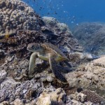 Google introduit la vue sous marine sur Google Street View
