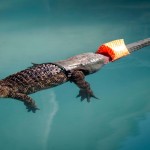 Les 11 faits particulièrement inutiles à savoir (ou pas)