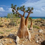 Socotra, la première île extraterrestre… terrestre