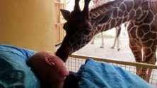 Une girafe sait dire adieu