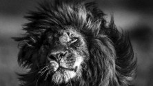 Photos de la faune sauvage africaine par Laurent Baheux