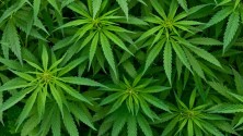 Le Maroc, toujours premier producteur de cannabis
