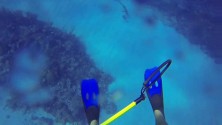 Attaque d’un requin filmée en GoPro