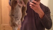 Invasion de rats géants en Angleterre
