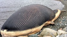 Une baleine bleue de 170 tonnes menace d&rsquo;exploser