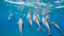 Menacé par un requin, des dauphins le sauvent