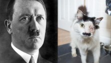 Un chat violenté car il ressemble à Hitler