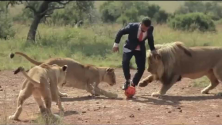 Kevin Richardson joue au football avec des lions