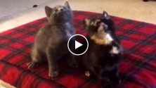 Deux chatons bougent en rythme sur « Turn Down For What »