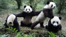 Des pandas devins pour la Coupe du monde