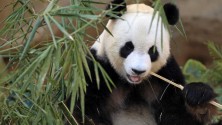 Une femelle Panda prétend être enceinte pour améliorer ses conditions de vie
