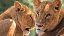 Quand une lionne se balade dans les ruelles de Saidia
