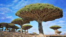 Ces 10 arbres que vous ne trouverez nul part ailleurs