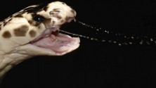 Un Cobra mort tue un cuisinier en Chine