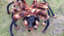 Un chien-araignée terrorise les passants