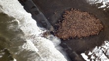 Près de 35000 morses échouent sur une plage en Alaska