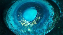 Zoom sur les yeux impressionants de 14 créatures