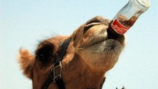 Un chameau accro à Coca-Cola tue un homme au Mexique