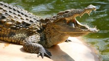 Les russes pourraient commencer à manger du crocodile