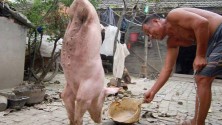 Ces 10 animaux au développement génétique unique