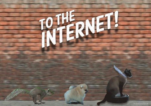 8405c__post-17148-to-the-internet-gif-squirrel-p-0aX9