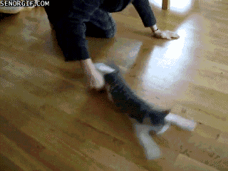 cat