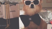 Ces chiens plus riches que des êtres humains