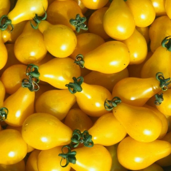 graines-tomate-poire-jaune-open-pollinated-tomato-seeds