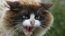 7 preuves que les chats sont maléfiques