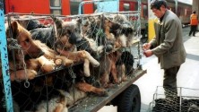 Elle sauve 100 chiens destinés à être mangés