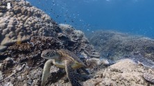 Quand Google Street View part à la découverte des océans