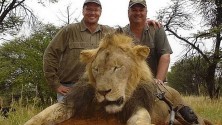 Un riche dentiste américain tue un lion au Zimbabwe pour le plaisir