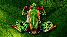 Les oeuvres les plus bluffantes du Body-painting