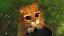 6 raisons d&rsquo;avoir un chat immédiatement