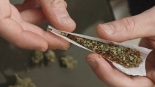 7 choses que vous devez savoir sur le cannabis