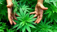 J’imagine mon Maroc : Et si on légalisait le cannabis ?
