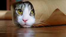 Voici pourquoi être un chat est mieux qu&rsquo;être humain