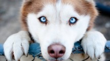 7 bonnes raisons d&rsquo;avoir un chien comme animal de compagnie