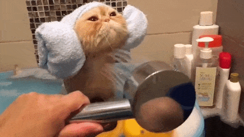 cat-having-a-bath