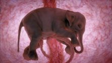 15 photos d’animaux dans le ventre leur maman