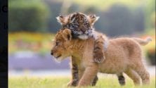 L&rsquo;amitié entre un bébé tigre et un lionceau fait fondre les internautes