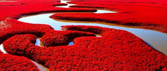 Red-Beach-panjin-4