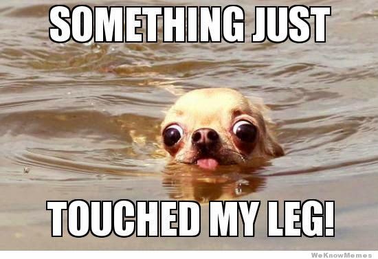 something-just-touched-my-leg-swimming