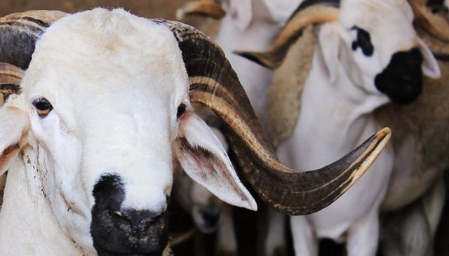 mouton-aid
