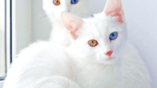 Top 5 des chats les plus chers du monde