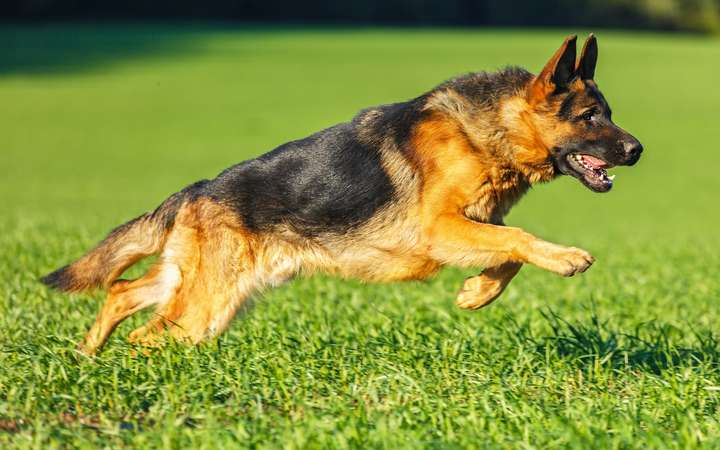 05f0cc36e4_90376_shutterstock-asyapozniak