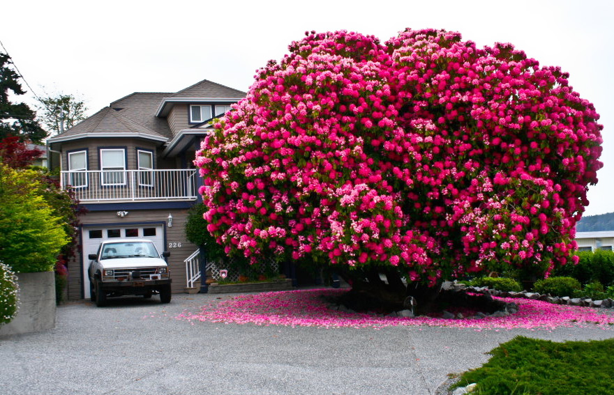 125-year-old-rhododendron-tree-in-canada