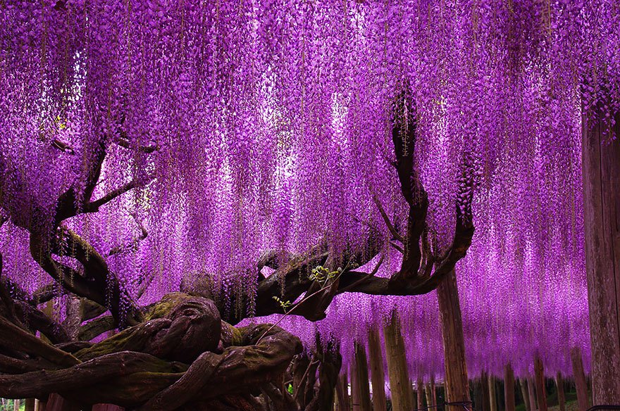 144-year-old-wisteria-in-japan