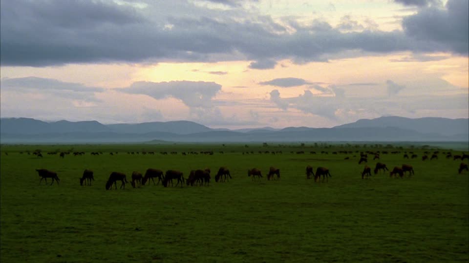 844035649-aire-de-conservation-du-ngorongoro-district-de-ngorongoro-troupeau-de-gnous-plaine